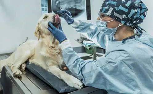 realizzazione sito web: Poliambulatorio veterinario
